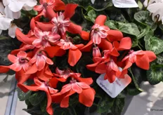 Fleur en Vogue van Syngenta, belangrijke aanvulling op het assortiment. Onmisbare en mooie kleur naar de kerstperiode toe.